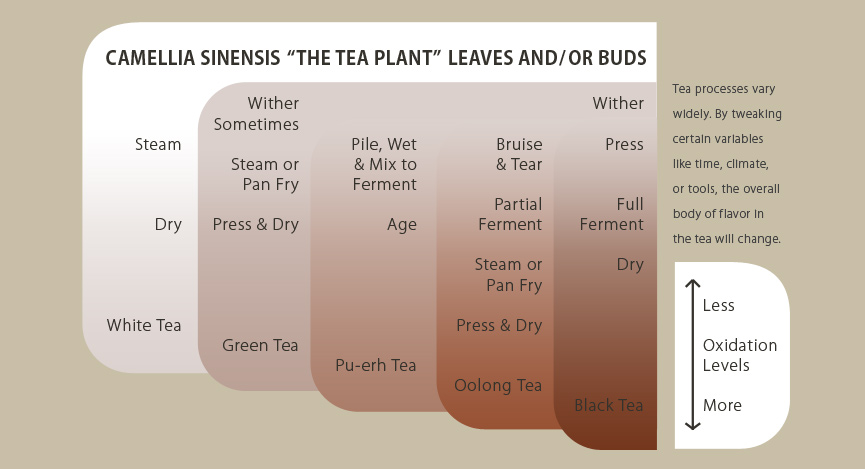 How tea is made with the Camellia Sinensis plant.