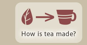 How is tea made?